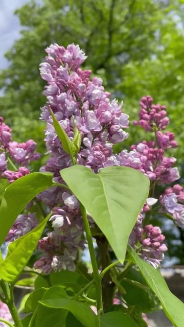Сирень обыкновенная Катерина Хавемейер #цветы #garden #растения #садиогород