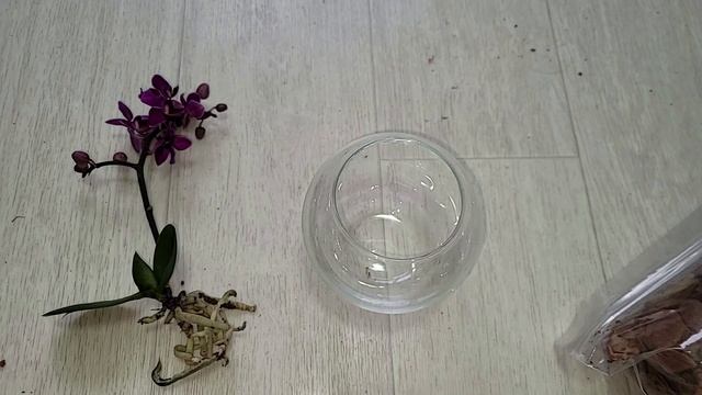 Закрытая система посадки ОРХИДЕИ для быстрого роста и смотреть онлайн