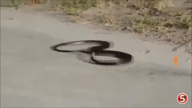 Конал топ 5 рассказывал что эта змея укусила сома себя я добавила музыку и 😂😂😂😂 смотреть онлайн