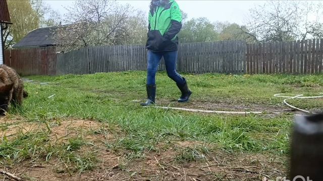 щенок немецкой овчарки. Дик Найт Эль'Тайм Ликан ,3,5 месяца