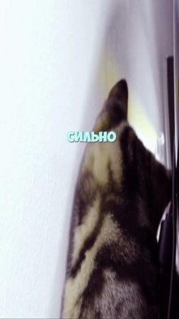 Почему кот виляет хвостом