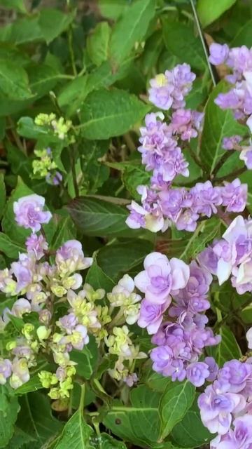 #hydrangea#macrophylla##гортензия#garden#гортензія #shorts#アジサイ #flowers# смотреть онлайн
