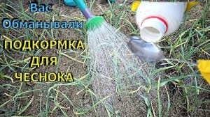 ВСЕ ВРАЛИ! Вот настоящая ПОДКОРМКА для Чеснока Листья чеснока не будут желтеть