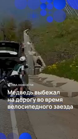 Медведь выбежал на дорогу во время велосипедного заезда