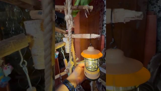 Амазон фонарик #попугай #birds #птицы #animals смотреть онлайн