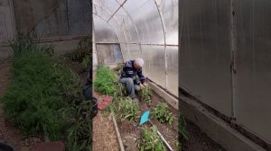 Формирую томаты и удаляю пасынки...