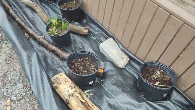 Нова грядка за хатою. #українською #грядка #дизайн #кві? смотреть онлайн