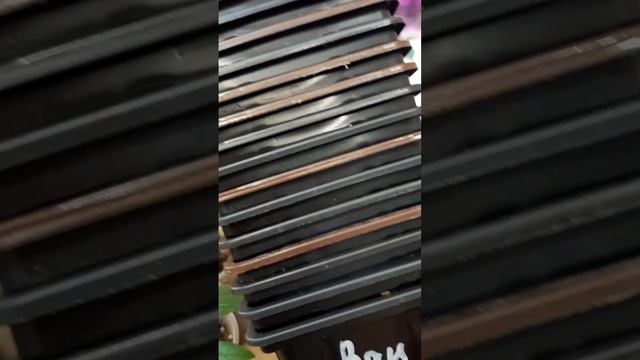 ⚡⚡ПЕРЕВАЛКА Черенков Гортензии.🌱🌱В горшочки🪴🪴 смотреть онлайн