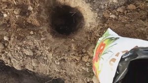 Как правильно ВЫСАЖИВАТЬ РАССАДУ ПОМИДОРОВ в теплицу 🍅 Что ПОЛОЖИТЬ в лунку. Томаты ДАЛИ УРОЖАЙ