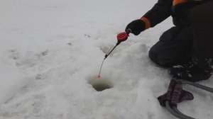 ЛОВЛЯ БЕРША НА ТЮЛЬКУ. МАСТЕР КЛАСС ПО ЛОВЛЕ ХИЩНИКА.