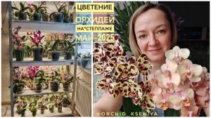 Цветение орхидей на стеллаже | Май 2025 | Бабочки, пелоры, трилипсы, бабулетки 🤩 Обзор цветения 🌺