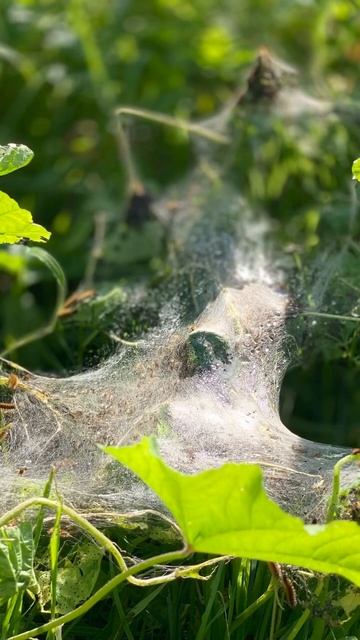 Какие красивые картинки я сегодня ￼ ￼ сфотографирова смотреть онлайн