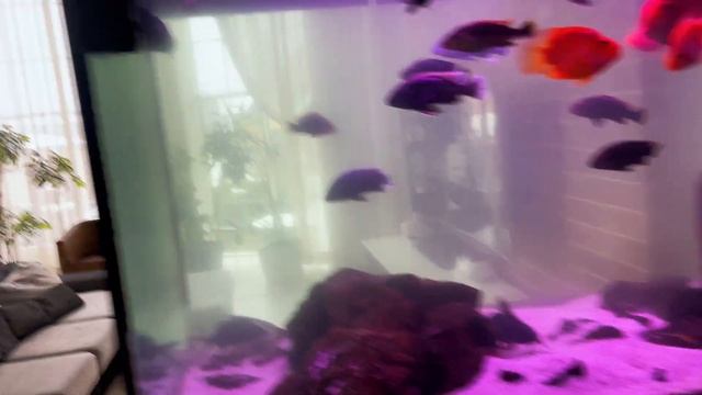 Улучшаем аквариум на 1000 литров с малавийскими цихлида смотреть онлайн