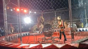 Выступление львов в цирке