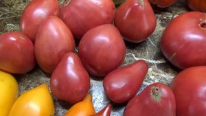 Томат Ужин Контадино. Полный обзор и дегустация сорта. Новинка 2023 года.