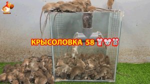 Крысоловка вариант (58) 🐀 Как сделать крысоловку своими руками и поймать кучу крыс 🐀🐁🐀
