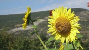 КАК ПРАВИЛЬНО СОБРАТЬ СОБСТВЕННЫЕ СЕМЕНА ПОДСОЛНЕЧНИ