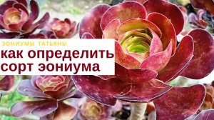 №190 Как определить сорт эониума