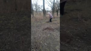 Получила посылку с саженцами жимолости сорта Хоней Би