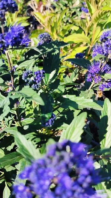 Осенние редкие медоносы. смотреть онлайн