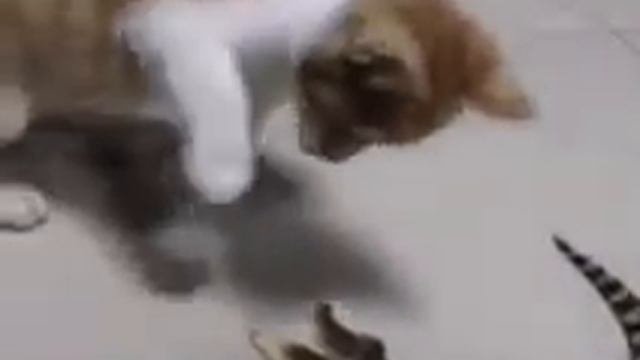 Кот бьёт крокодила!