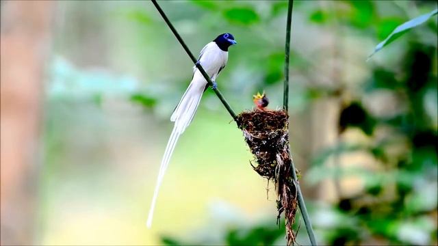 Райская мухоловка   Terpsiphone paradisi   Indian paradise flycatcher смотреть онлайн