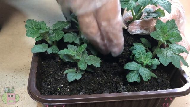 5. Зимний огород без фитоламп. Большая пересадка. смотреть онлайн