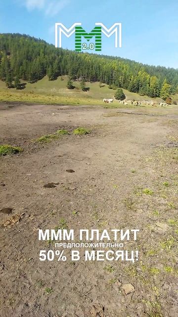 МММплатит хорошие деньги простым людям! Отзыв участн?