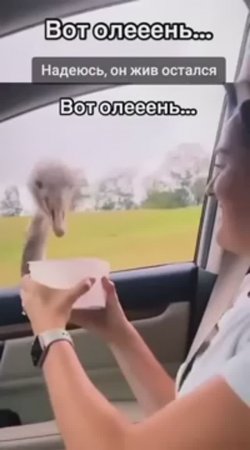 З"драсьте,,не хвасьте!"😮😅