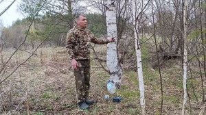 oxota.prof Как собрать берёзовый сок секреты добычи"жидкого золота" весны.