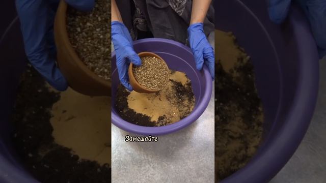 Пересадка Туласи - пошаговая инструкция. Часть 2. #Тула? смотреть онлайн