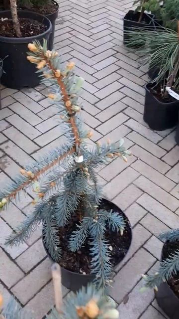 🌲Ель Зе Блюз | Telegram: https://t.me/love_is_hvoiny_dvorik смотреть онлайн