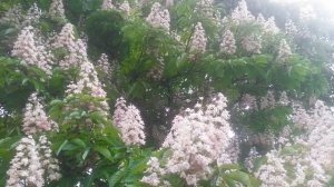 Цветение каштан конский 2025