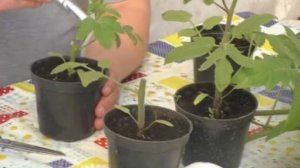 🚫🌱Как остановить вытягивание томатов – экстремальный метод, который работает!