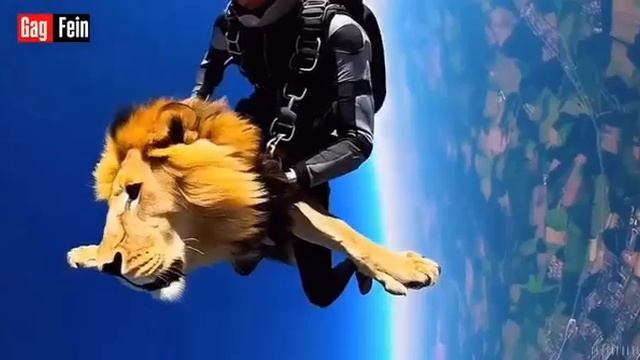 Тем временем какой-то мужик сиганул с парашютом вместе со львом.