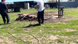 Как быстро связать ноги лошади( донен). #айгыр #жеребец #жылкы #коневодство #лошади #