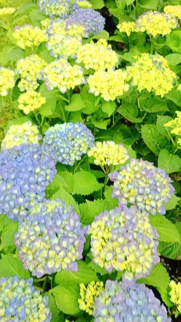 Bodensee крупнолистная гортензия. Обзор сорта от питомник смотреть онлайн