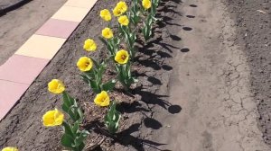 Тюльпаны на моем огороде