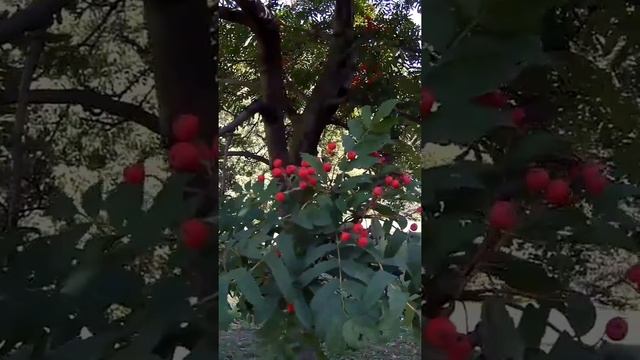 ОСЕННЯЯ АКЦИЯ «РУЧНАЯ ПЛАСТИКА ГАЛИФЕ 30 ВМЕСТО 40»!  #ак