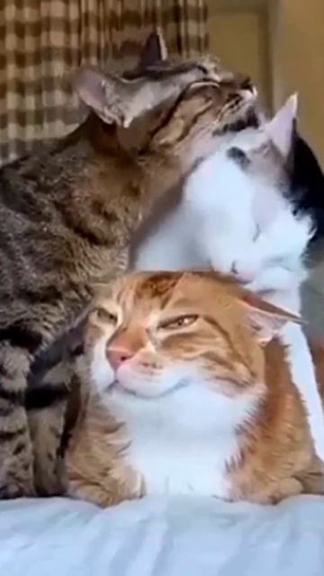 Пушистая любовь #смешно #юмор #кошки #cat #animals #кот #смешныекошки