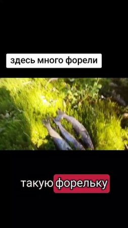 здесь много форели