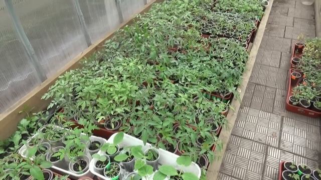 Чем подкормить рассаду? Каким томатам нужна подкормка? Показываю на примере своей рассады.