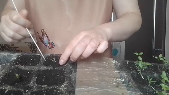 💥🌿ПЛАТИКОДОН ПРОРОЩЕННЯ НАСІННЯ  В🐌 І ПОСАДКА ВІД "
