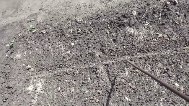 Посев огурцов в открытый грунт