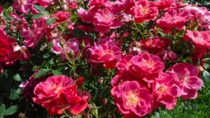 Распаковка посылки с саженцами роз из питомника "Красная роза 🌹"