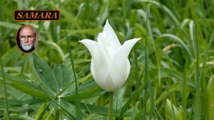 Самара. Ботанический сад. 25-05-09. & Samara. Botanical garden.