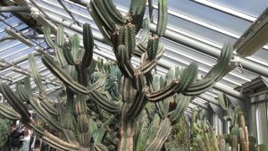 В оранжерее Ботанического сада