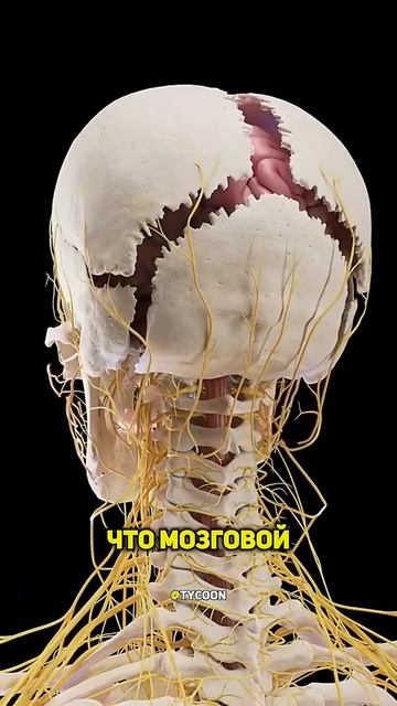 #гранат #женщина смотреть онлайн