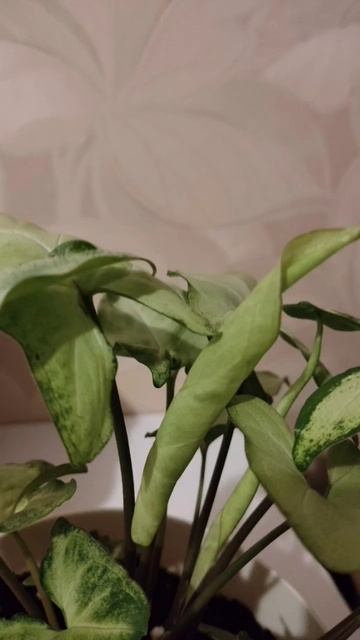 Сингониум Белая бабочка #Syngonium white butterfly #комнатныераст