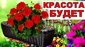Новые шикарные ящики для красоток пеларгоний. Высадила и скоро на окна